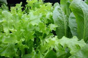 5 Must-Grow Leafy Greens in your garden